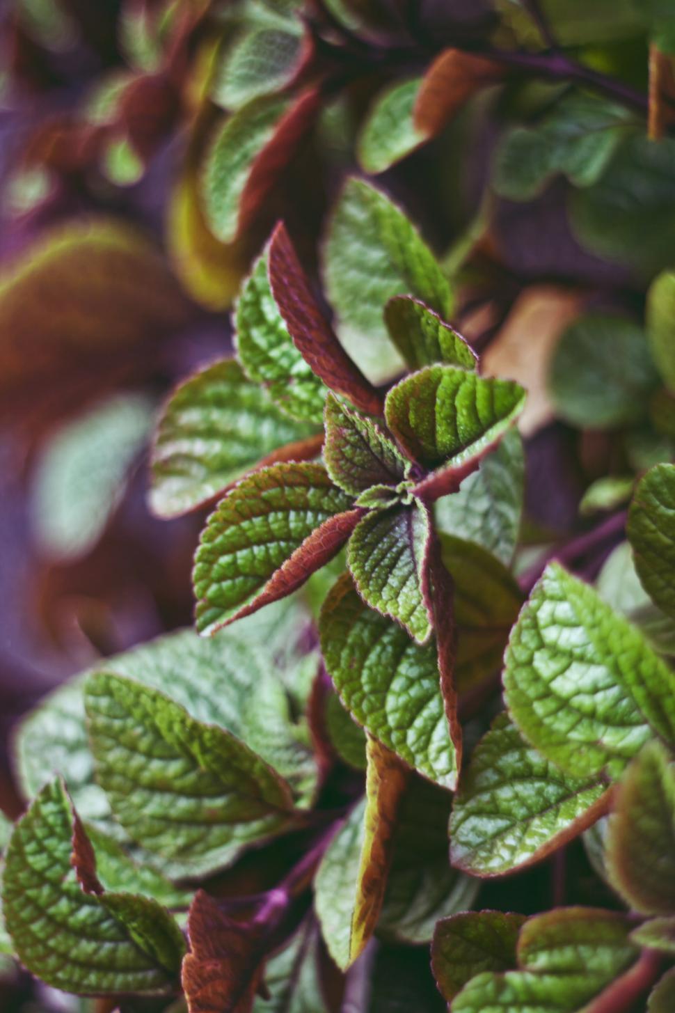 Free Image of Close Up of a Plant With Green Leaves 