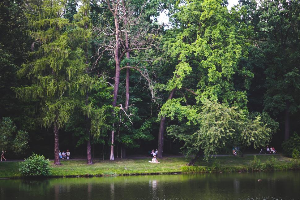 Free Image of Lush Pond Encircled by Trees and Grass 
