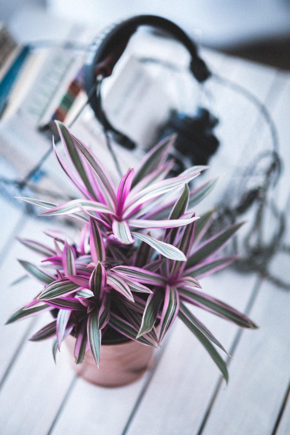 Free Image of Potted Plant on Wooden Table 