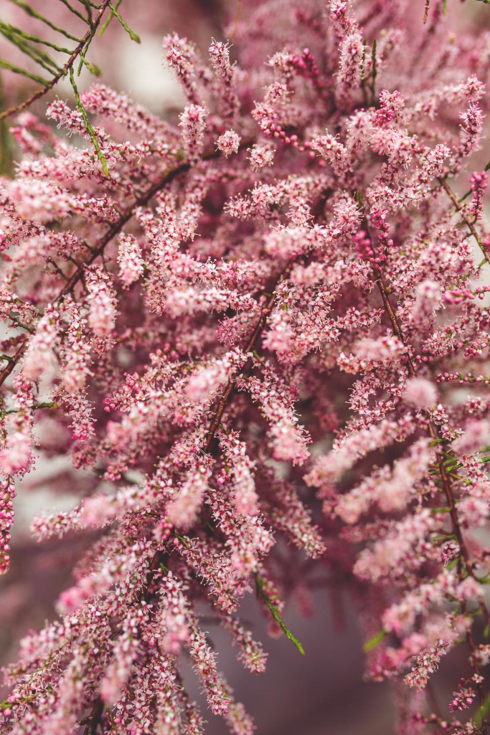 Free Image of Close Up of Pink Flowers on a Tree 