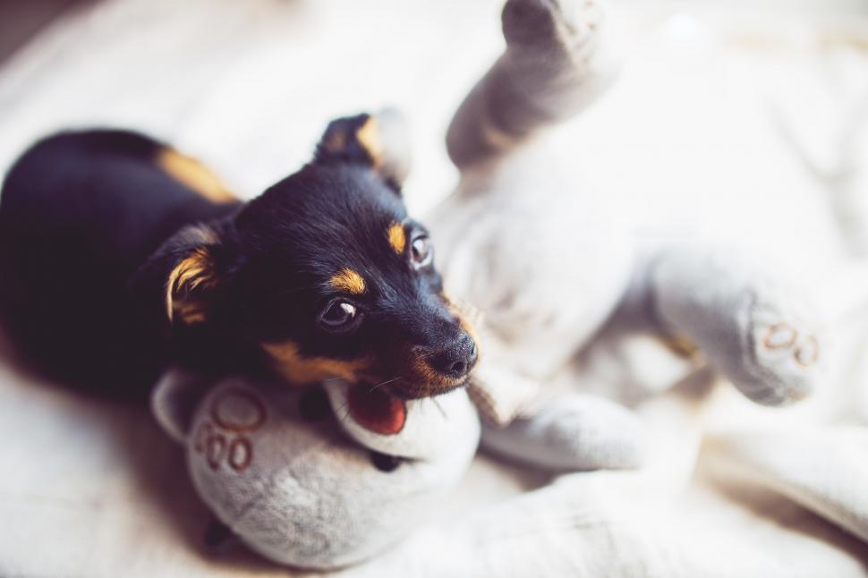Free Image of Small Black and Brown Dog Laying on Top of Stuffed Animal 