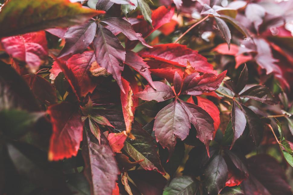 Free Image of Close Up of Tree With Red Leaves 