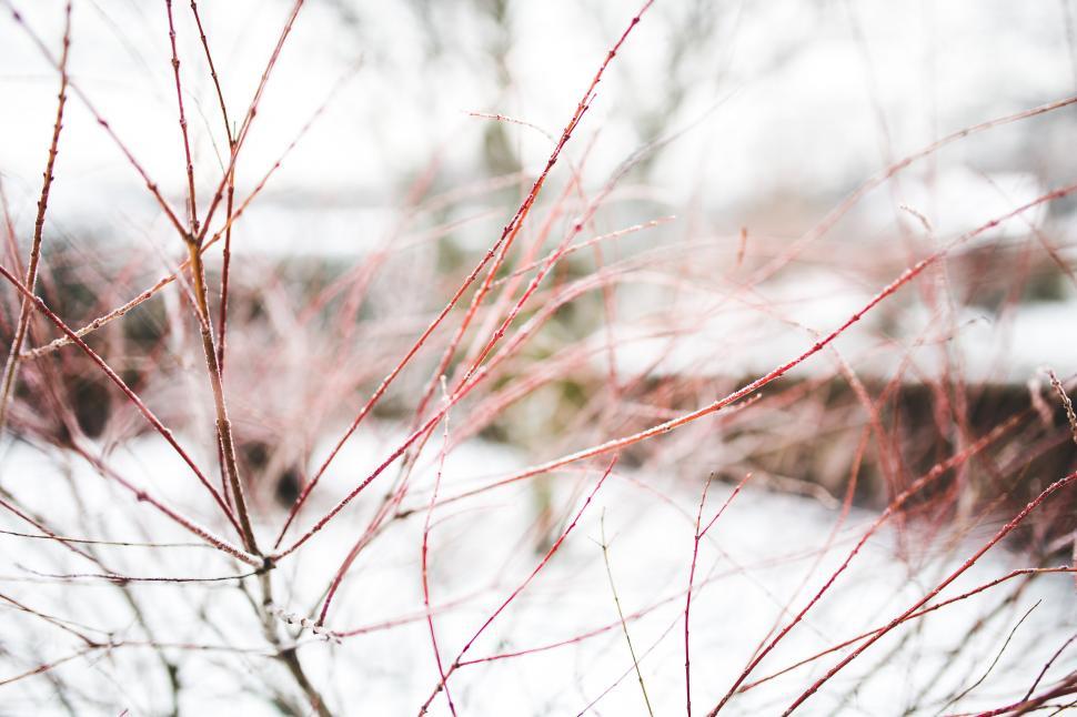 Free Image of Blurry Tree With Red Leaves 
