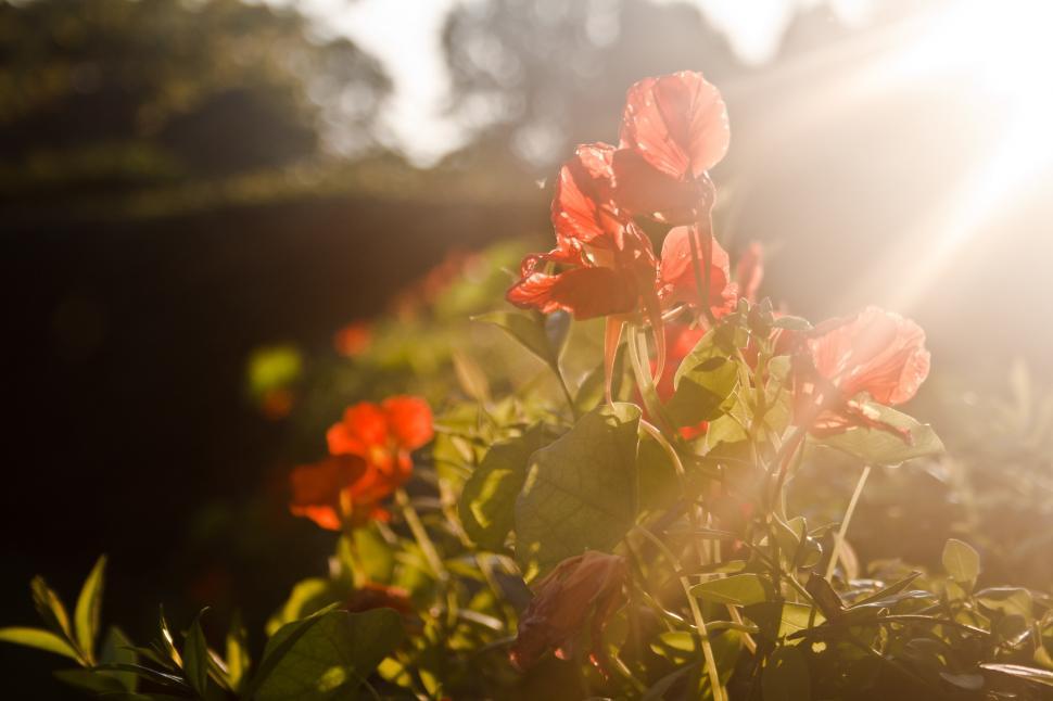 Free Image of Cluster of Flowers Sitting in Grass 
