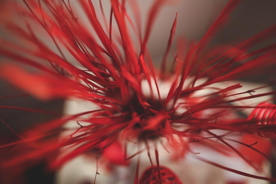 Free Image of Close Up of a Vase With Red Flowers 