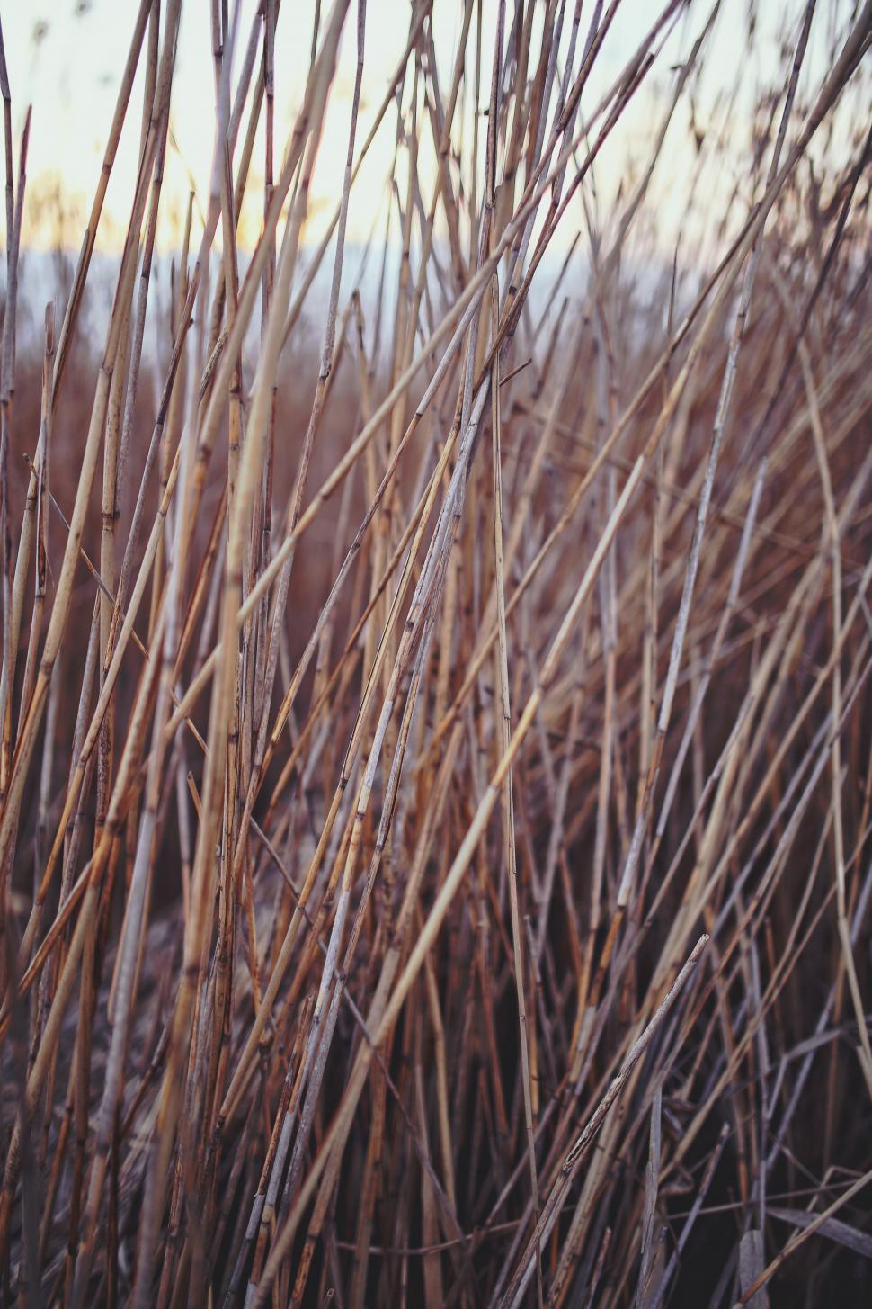 Free Image of Close Up of Tall Grass 