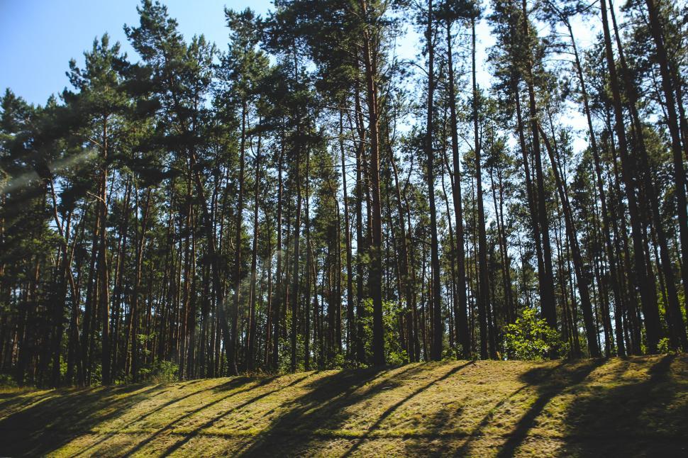 Free Image of Sun Shining Through Trees in Forest 