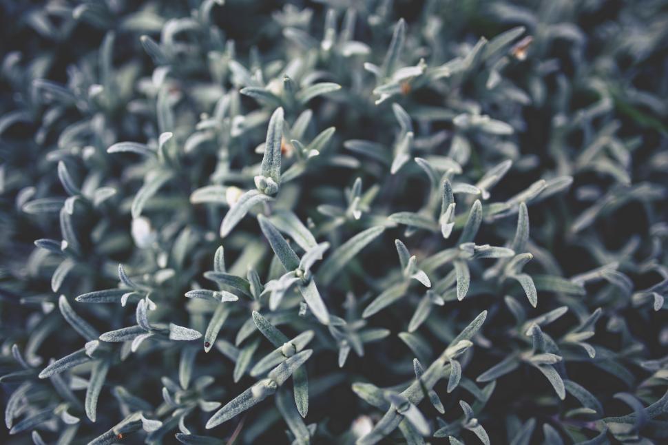 Free Image of Cluster of Flowers in Black and White 