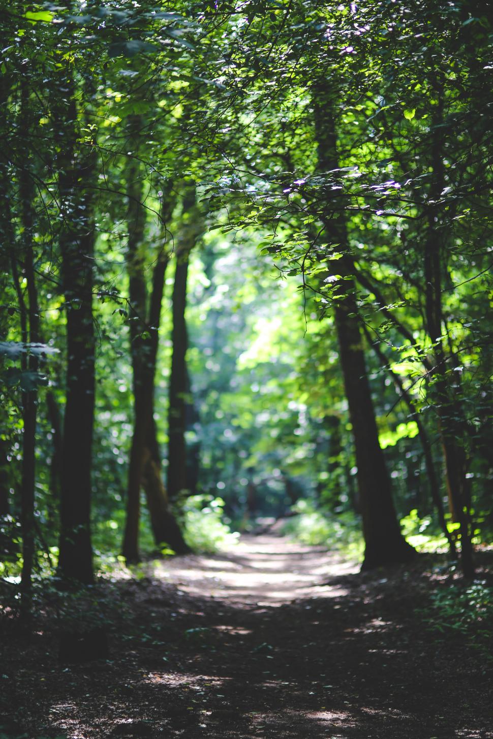 Free Image of Dirt Road Cutting Through Forest 