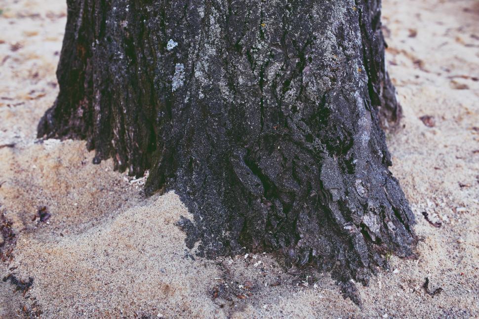Free Image of Close Up of Tree Stump in Sand 