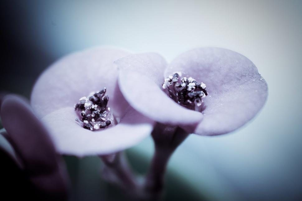 Free Image of Two Flowers Close Up Against Blue Background 