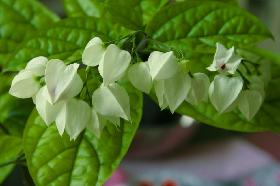 Free Image of givinig flower 