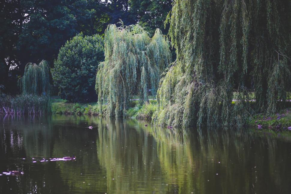 Free Image of Lush Forest Surrounding Clear Lake 