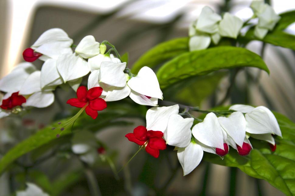 Free Image of givinig flower 