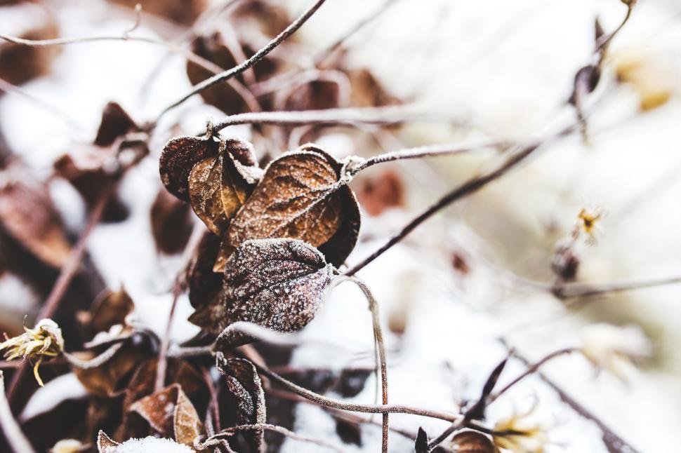 Free Image of Close Up of a Leaf on a Tree Branch 