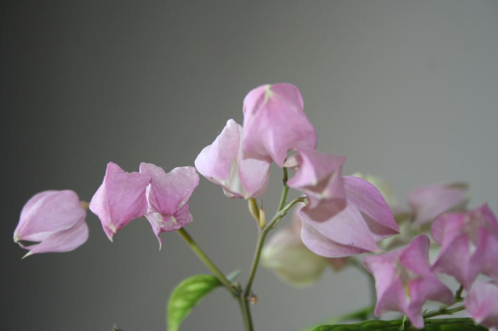 Free Image of givinig flower 