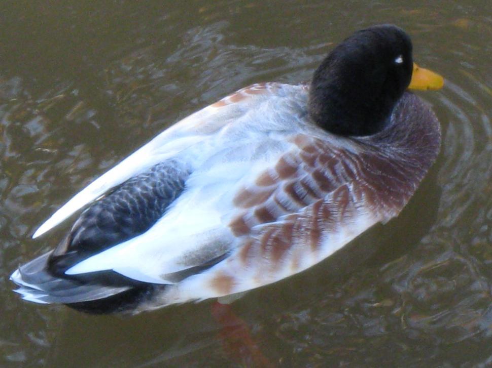 Free Image of Mallard 