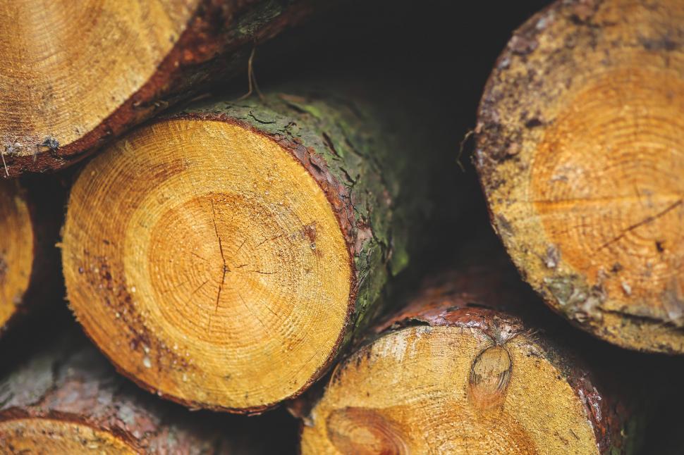 Free Image of Stack of Logs in Forest Clearing 