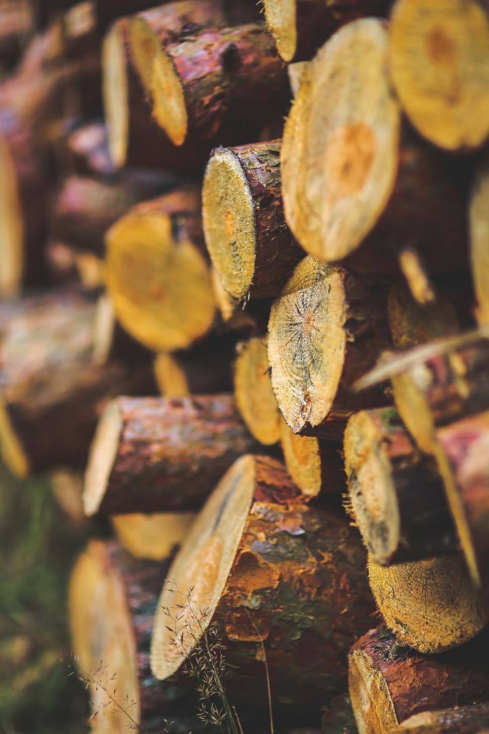 Free Image of Stack of Logs on Grass Field 