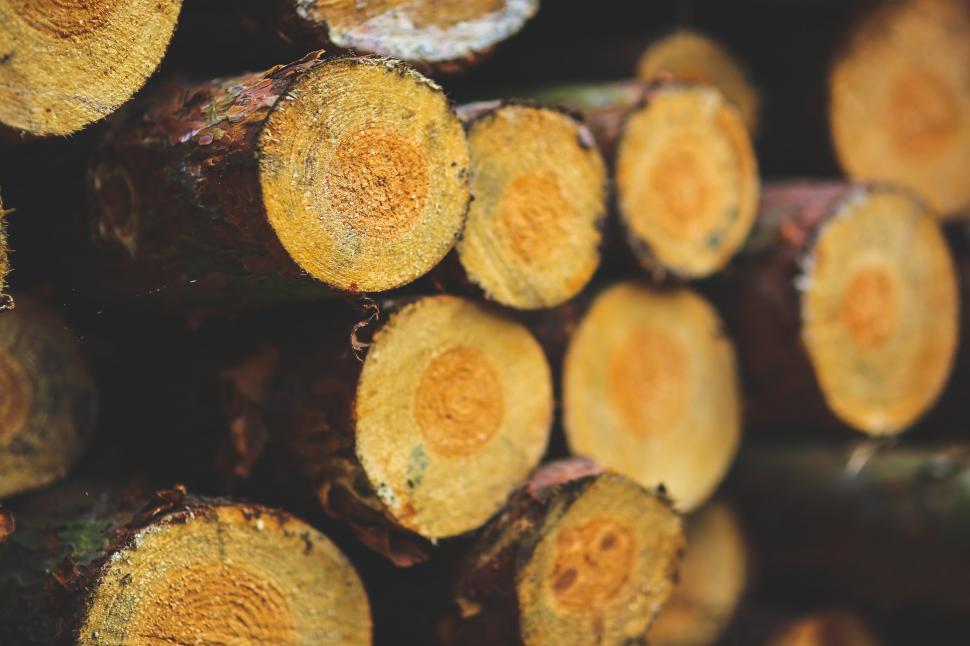 Free Image of Stack of Logs in Forest 