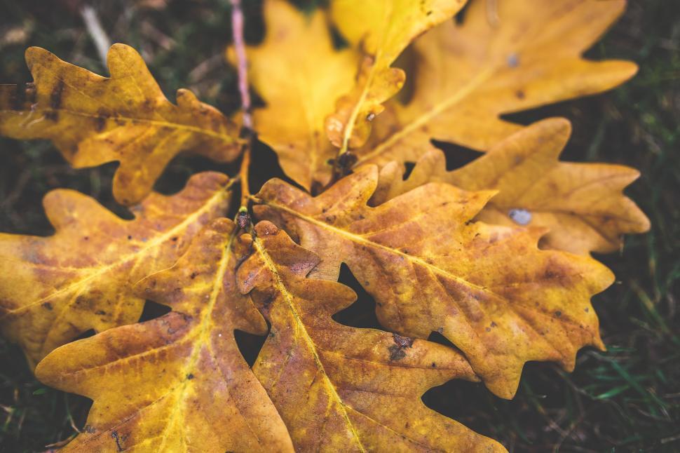 Free Image of Close-Up of a Leaf on the Ground 