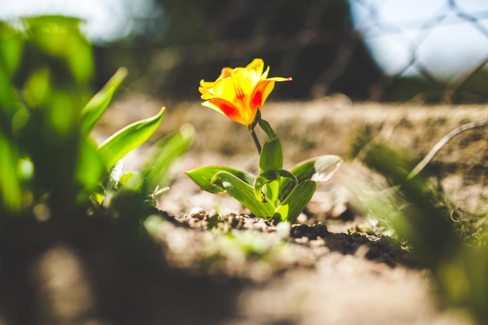 Free Image of Yellow and Red Flower on Patch of Grass 