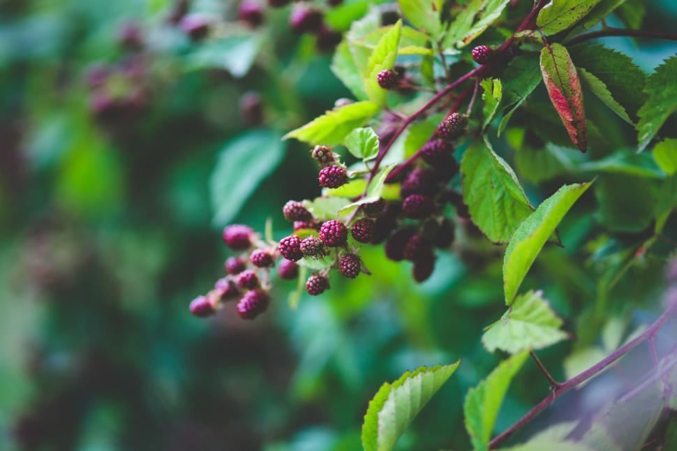 Free Image of Close-Up of Berries on a Tree 