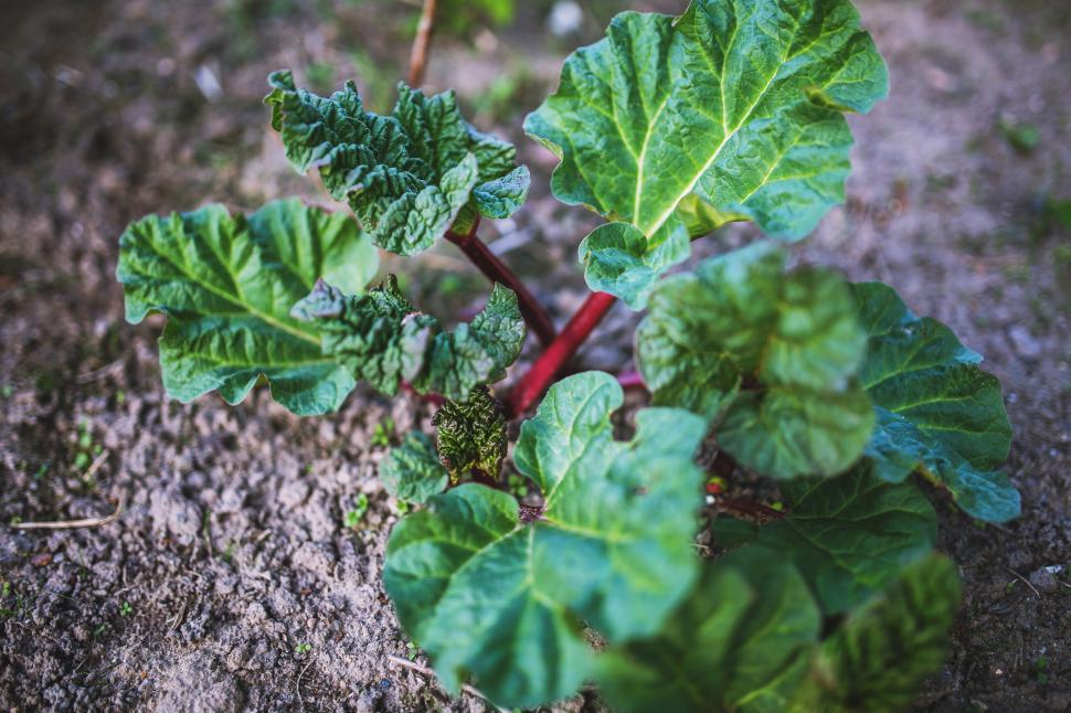 Free Image of Close Up of a Plant With Green Leaves 