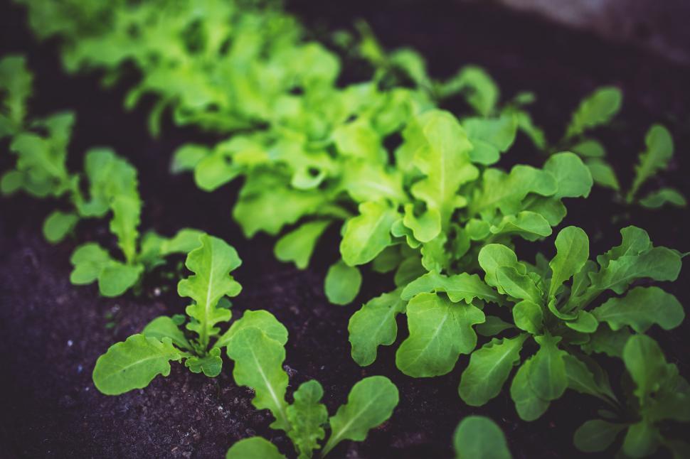Free Image of Close-up of Green Plants 