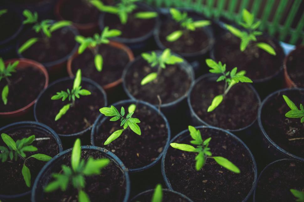 Free Image of Close Up of Small Plants 