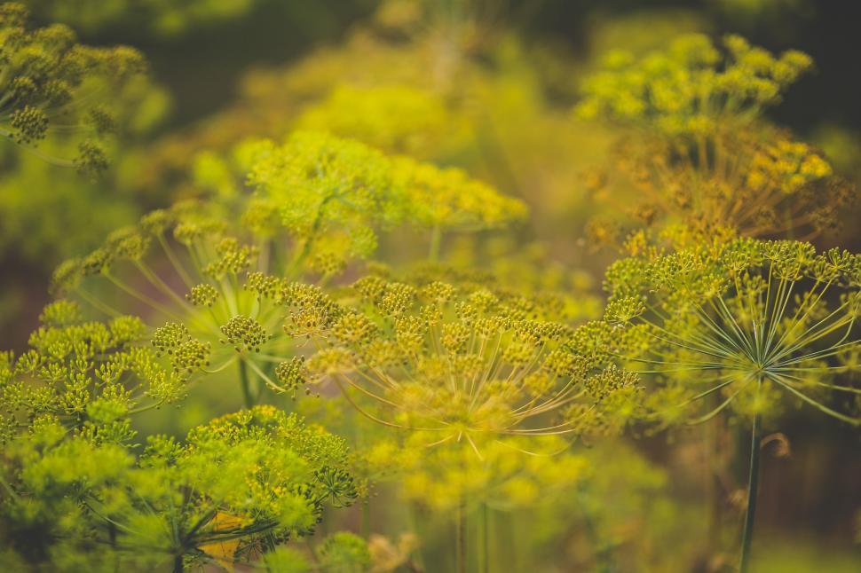 Free Image of Close Up of Lush Green Plants 