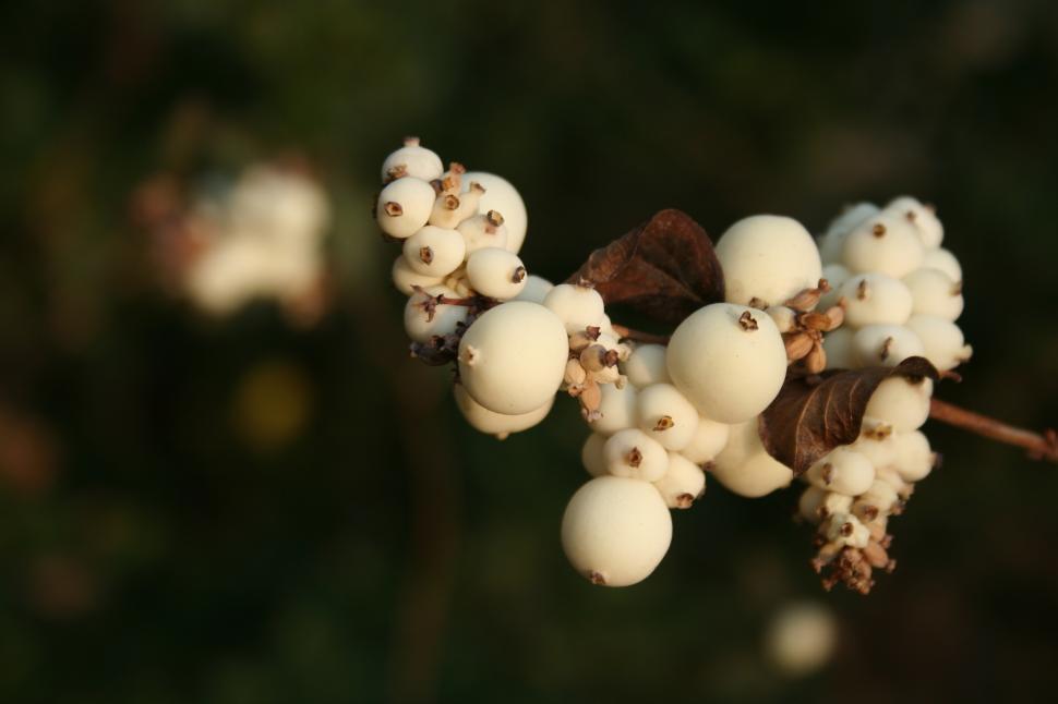 Free Image of Autumn 