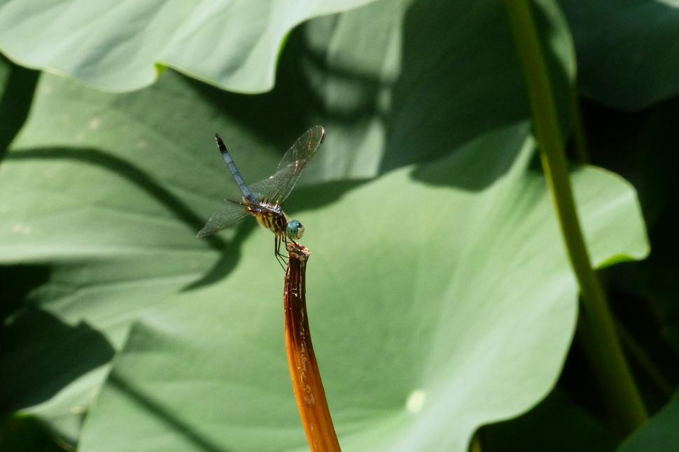 Free Image of Dragonfly Resting 