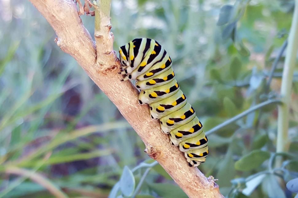 Free Image of Butterfly Catapillar Larvae 