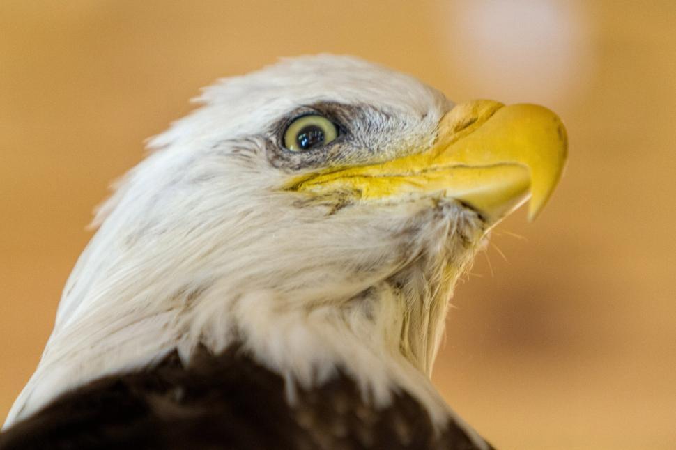 Free Image of Bald eagle 