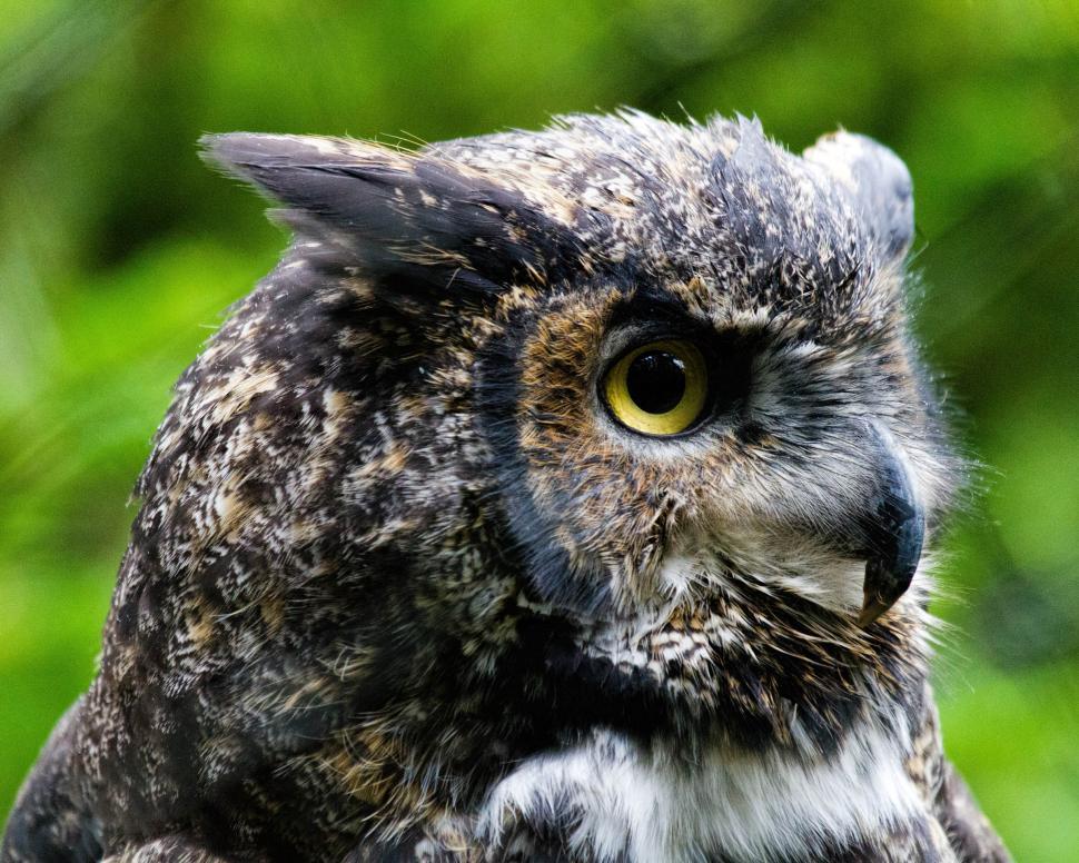 Free Image of Great Horned Owl  
