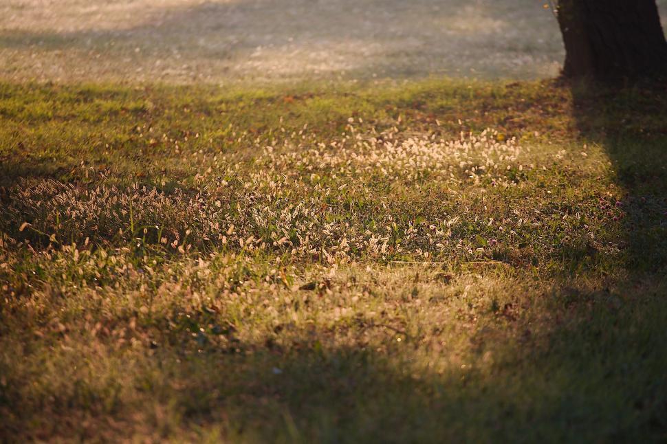 Free Image of Small plants  