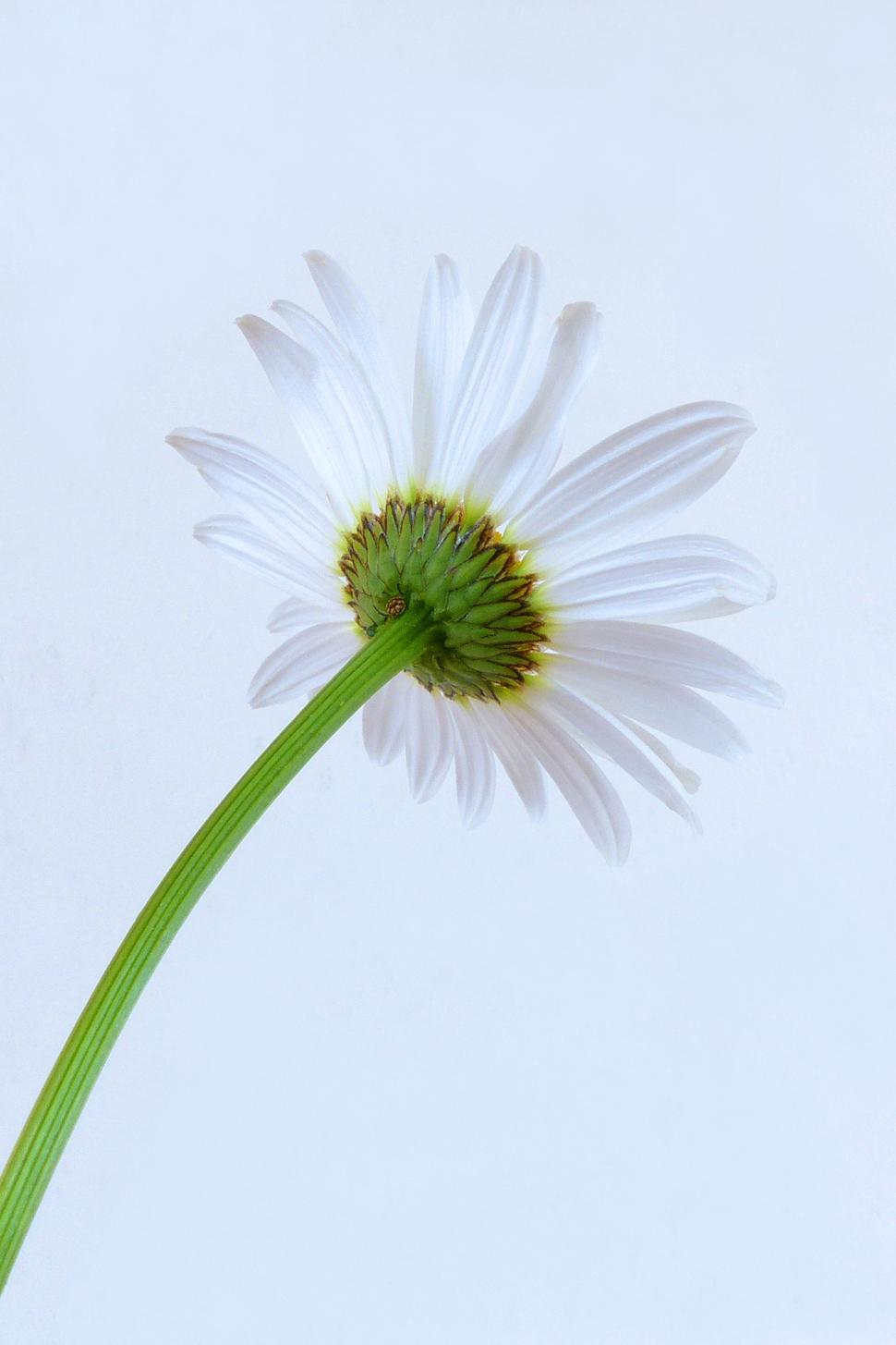 Free Image of Daisy Flower 