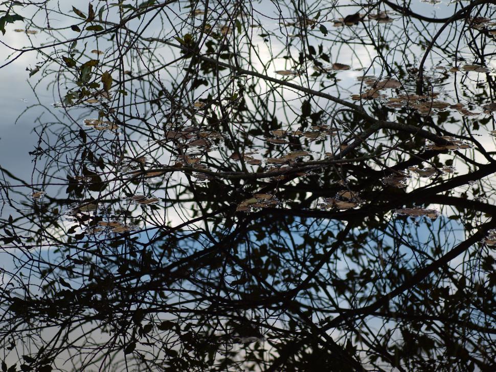 Free Image of Plants and water  