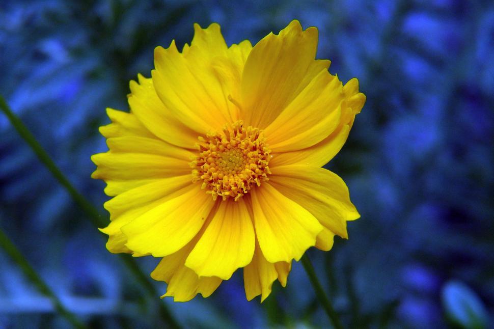 Free Image of Coreopsis Flower 
