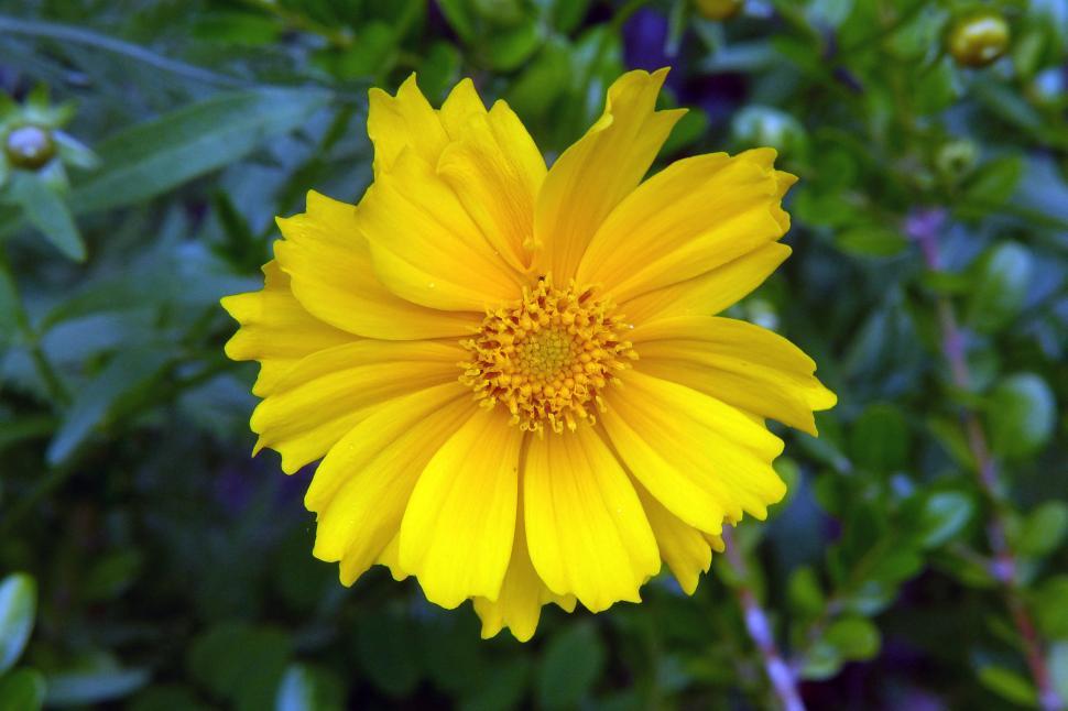 Free Image of Coreopsis Flower  