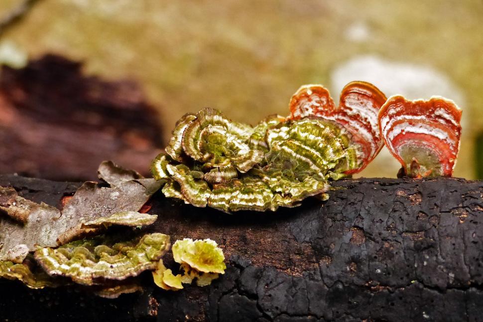 Free Image of Fungi on Tree 