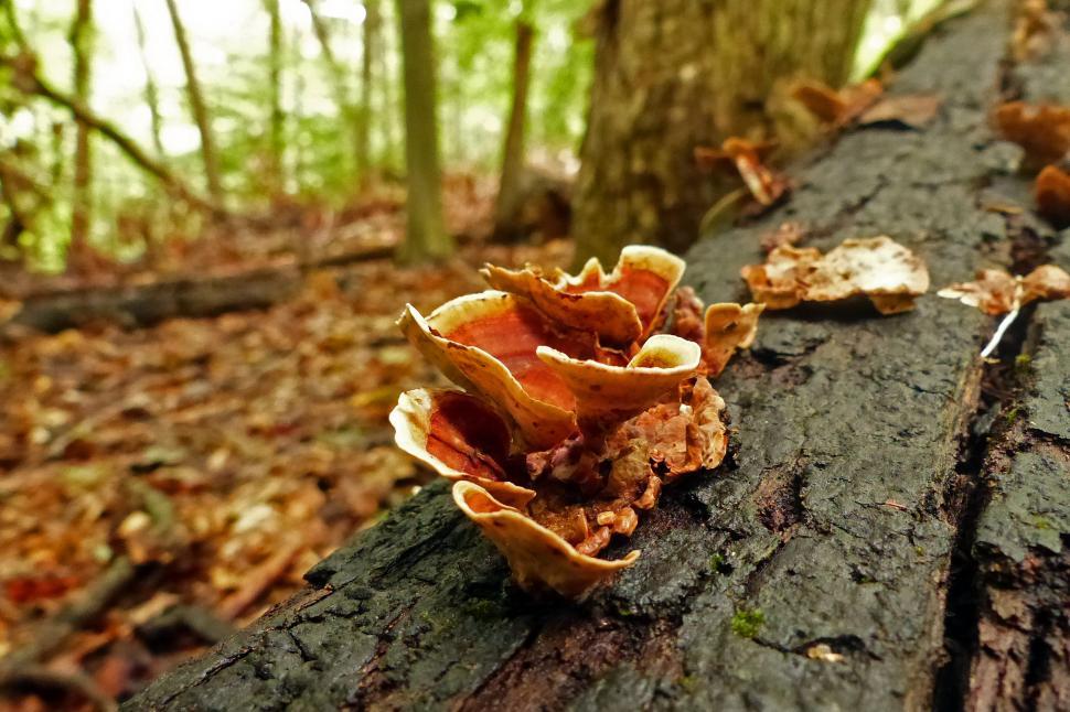 Free Image of Tree Fungi 