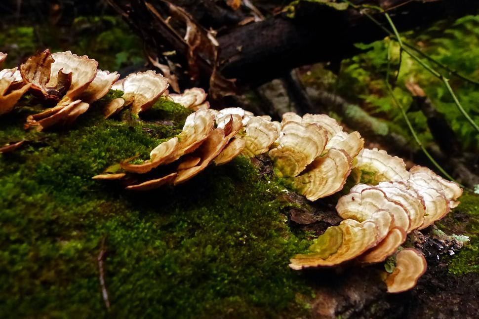 Free Image of Fungi on Moss Covered Tree Trunk 