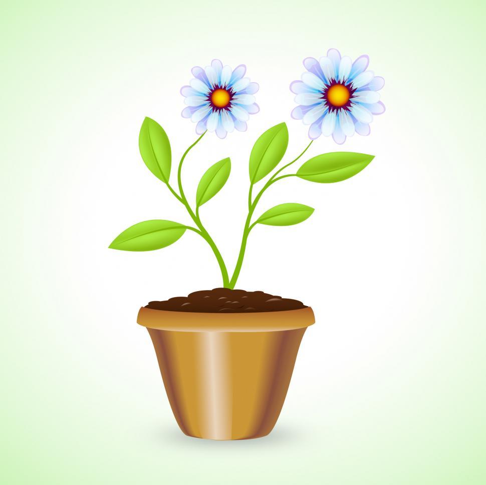 Free Image of Potted Plant Shows Outdoor Houseplant And Botanic 