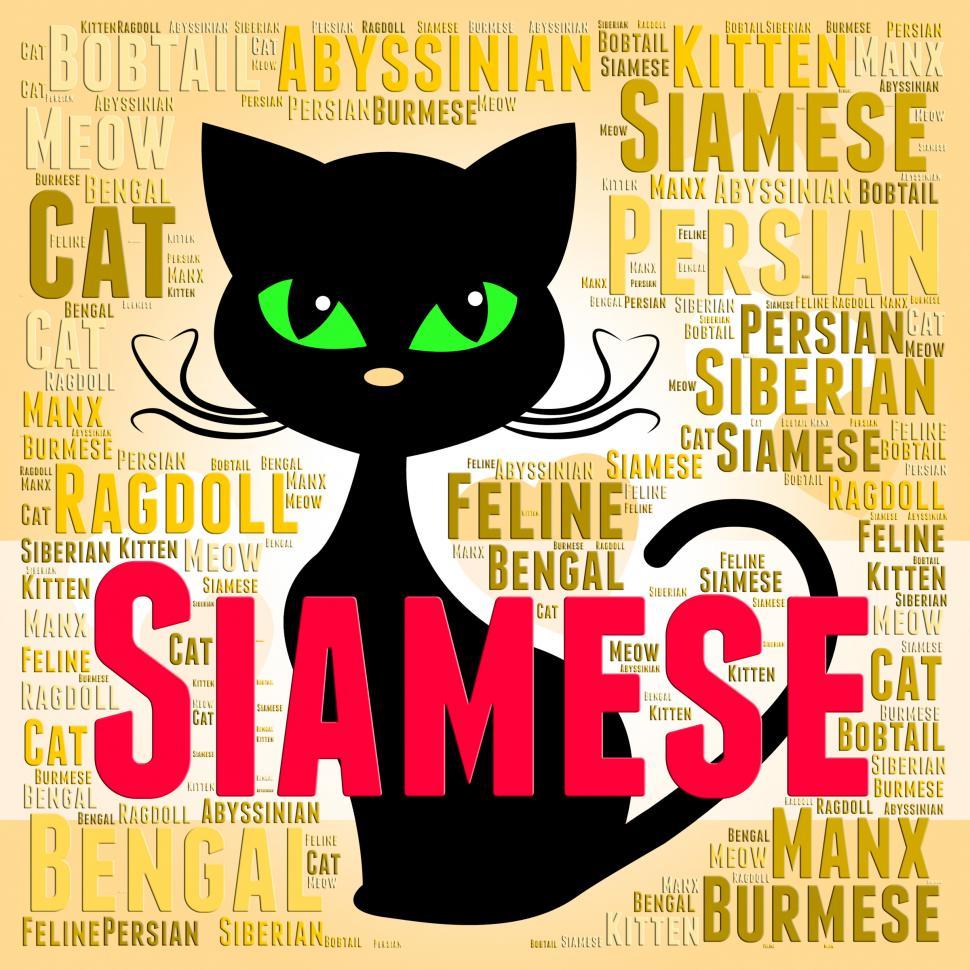 Free Image of Siamese Cat Represents Domestic Kitten And Breed 