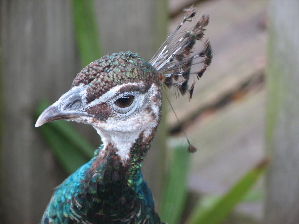Free Image of Peacock 