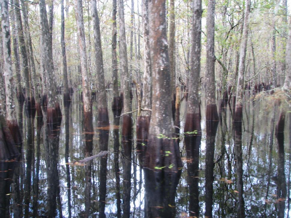 Free Image of Trees in River 