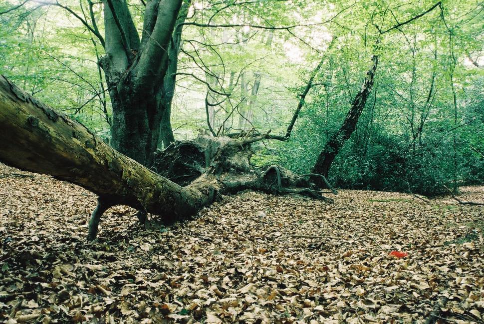 Free Image of Forest Floor 