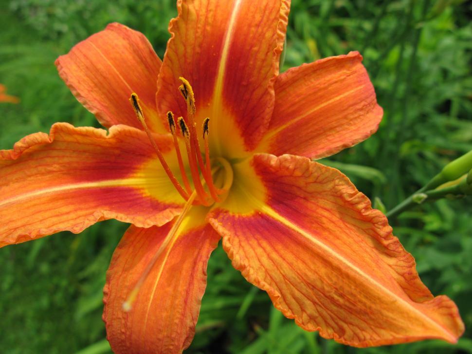 Free Image of Flower 